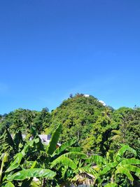 Plants growing on land against clear blue sky