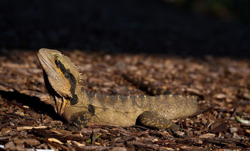 Close-up of lizard on land