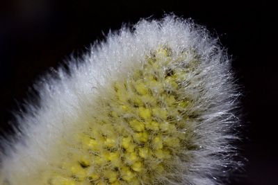 Close-up of flower against black background