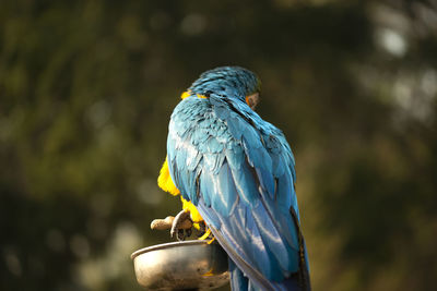 The blue and yellow macaw eating a nut in the zoo.