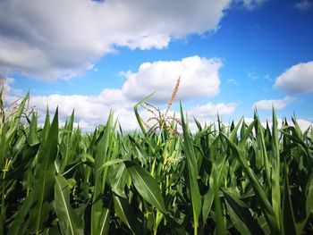 Crops growing on field against sky