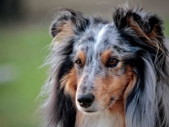 Close-up portrait of dog