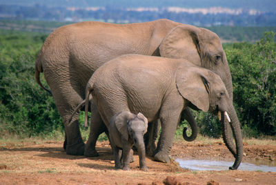 Elephant standing in a horse