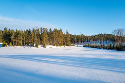 Trees on snow covered land against sky