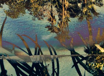 Reflection of trees in water