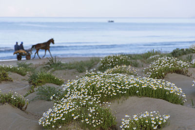 Scenic view of beach against sky