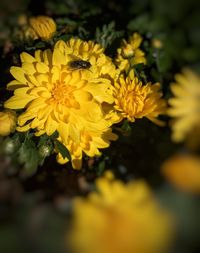 Close-up of yellow flowers