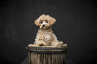 Portrait of puppy sitting against black background