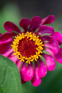 Close-up of pink flower