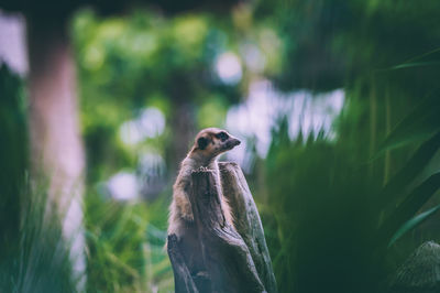 Close-up of bird on plant