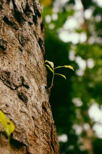 Close-up of insect on tree trunk