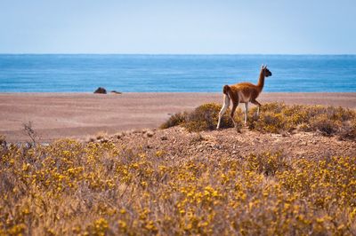 Guanaco at beach against sky