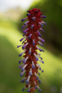 Close-up of purple flower