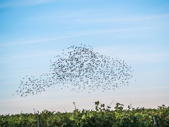 Low angle view of birds flying in sky