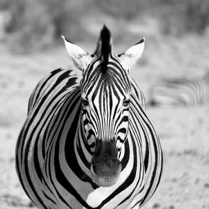 Close-up of a zebra