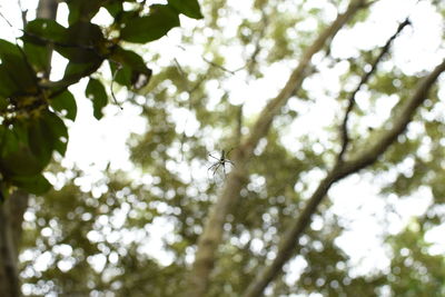 Low angle view of bird flying against trees