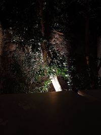 Close-up of tree in forest at night