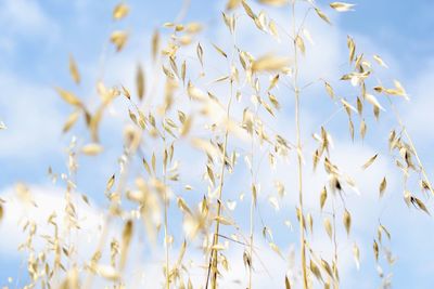 Close-up of plants against clear sky