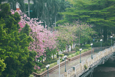 View of flowering plants by swimming pool