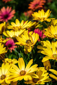 A single bee collecting pollen from a collection of colourful flowers found in marbella
