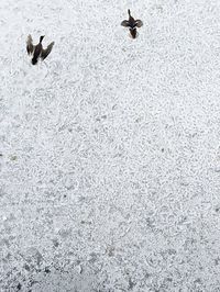 bird