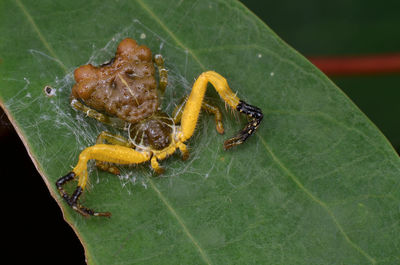 Close-up of insect on leaf