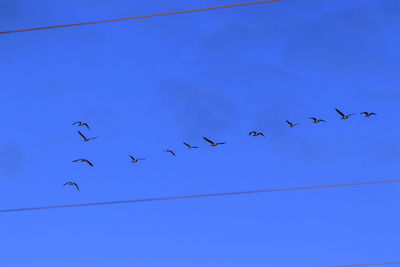 Low angle view of birds flying in sky