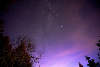 Low angle view of silhouette trees against sky at night