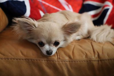 Chihuahua resting on sofa watching camera