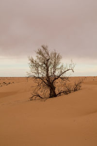 View of bare tree on desert