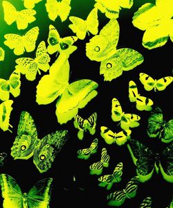 High angle view of leaves
