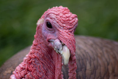 Close-up of bird