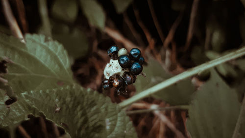 Close-up of berries growing on plant