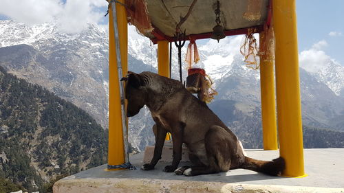 Dog sitting at shrine against mountains