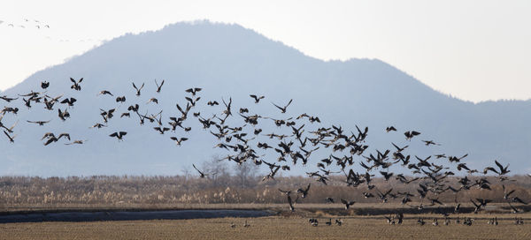 Flock of birds flying over land