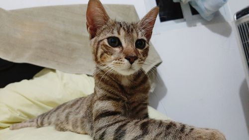 Portrait of cat on bed at home