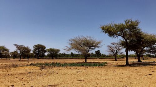 Trees on field against clear sky