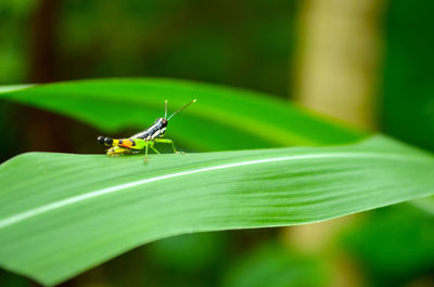 Close-up of insect on leaf