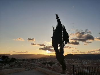 Silhouette tree against buildings in city during sunset