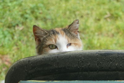 Close-up portrait of a cat