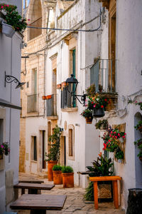 Potted plants outside building