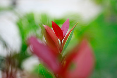 Close-up of red flowering plant