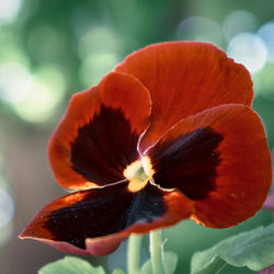 Close-up of flower blooming outdoors