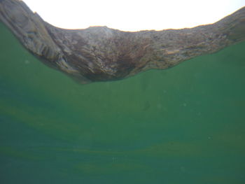 Close-up of turtle swimming in sea