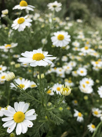 Close-up of white daisy flowers