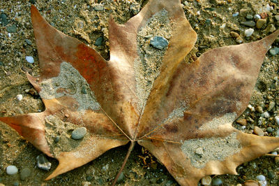 Close-up of leaf