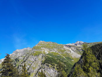 High section of trees against clear blue sky