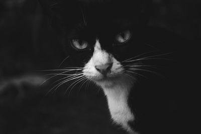 Close-up portrait of cat