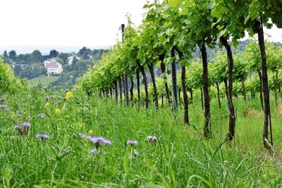 View of sheep on field