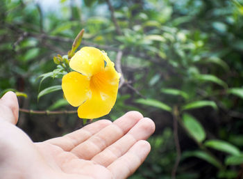 Close-up of cropped hand holding yellow flower